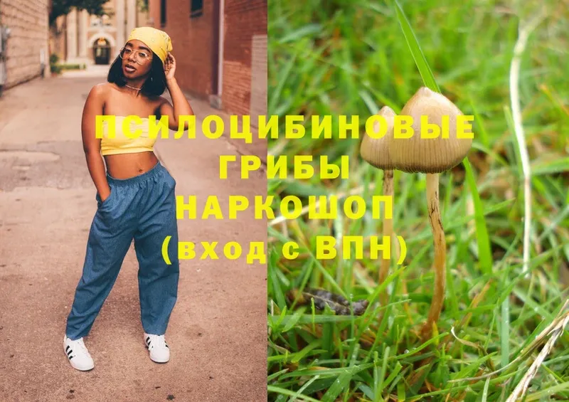 Псилоцибиновые грибы Magic Shrooms  Кизляр 