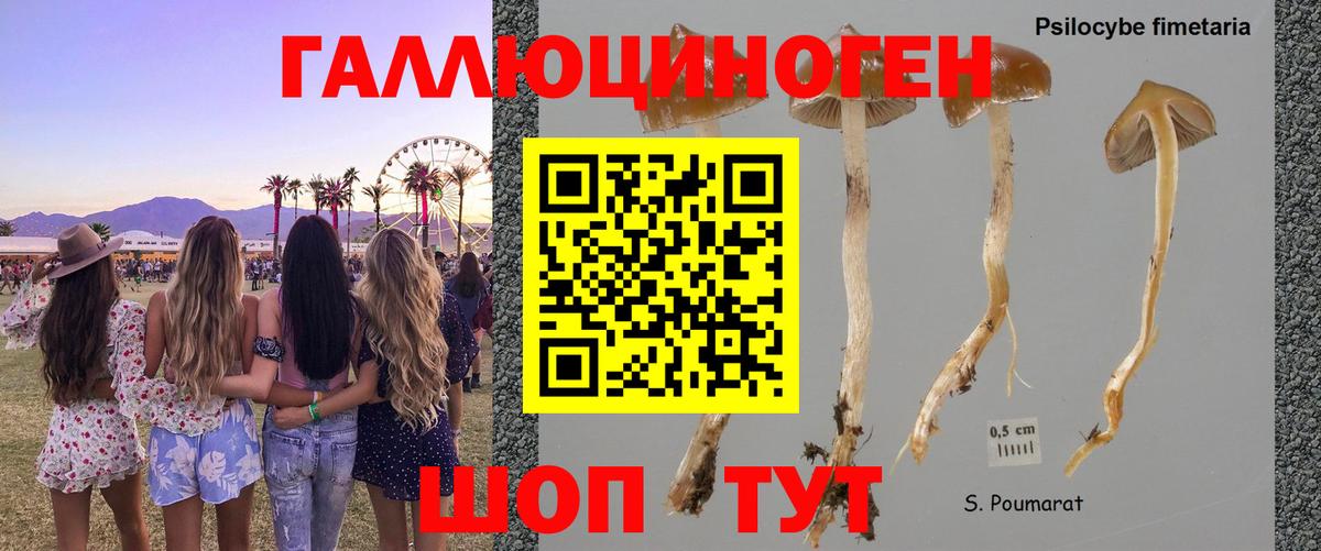 Псилоцибиновые грибы Psilocybine cubensis  где купить наркоту  Кизляр  Вход с VPN 
